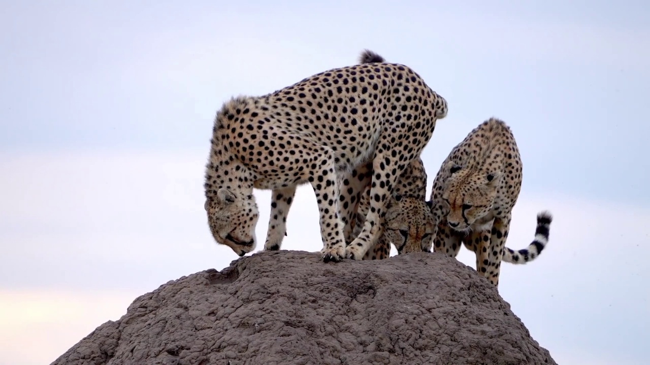 慢镜头显示一群猎豹在一块岩石上玩耍。野生森林中的猎豹群视频素材