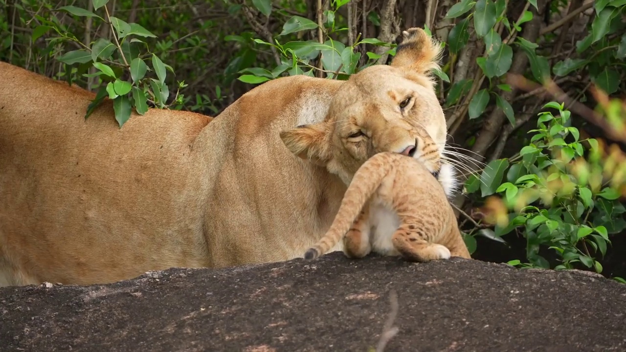 一个新生的可爱的小狮子和母狮子在森林里玩耍的慢镜头。可爱的新生狮子幼崽和母狮子在森林里视频素材
