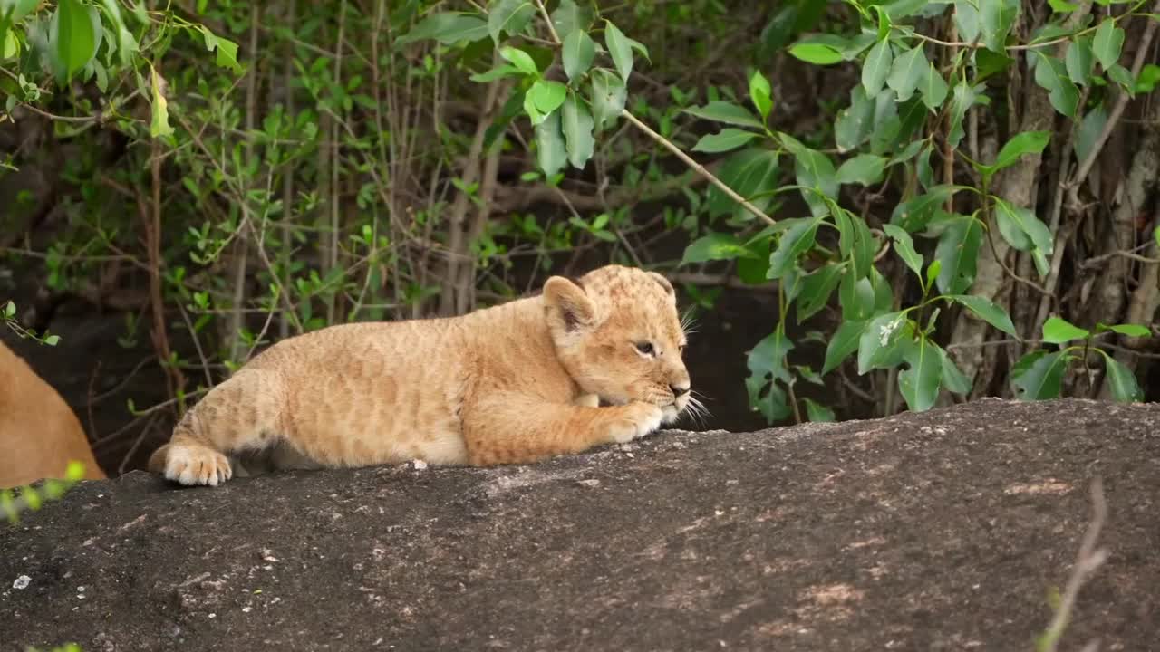 一个新出生的可爱的小狮子幼崽在森林里与母狮玩耍的慢动作镜头。森林里可爱的新生小狮子和母狮子视频素材