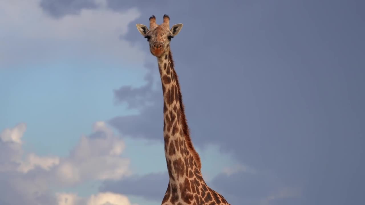 野外长颈鹿脸和头部特写的慢动作镜头。蓝色天空上野生长颈鹿的特写视频素材