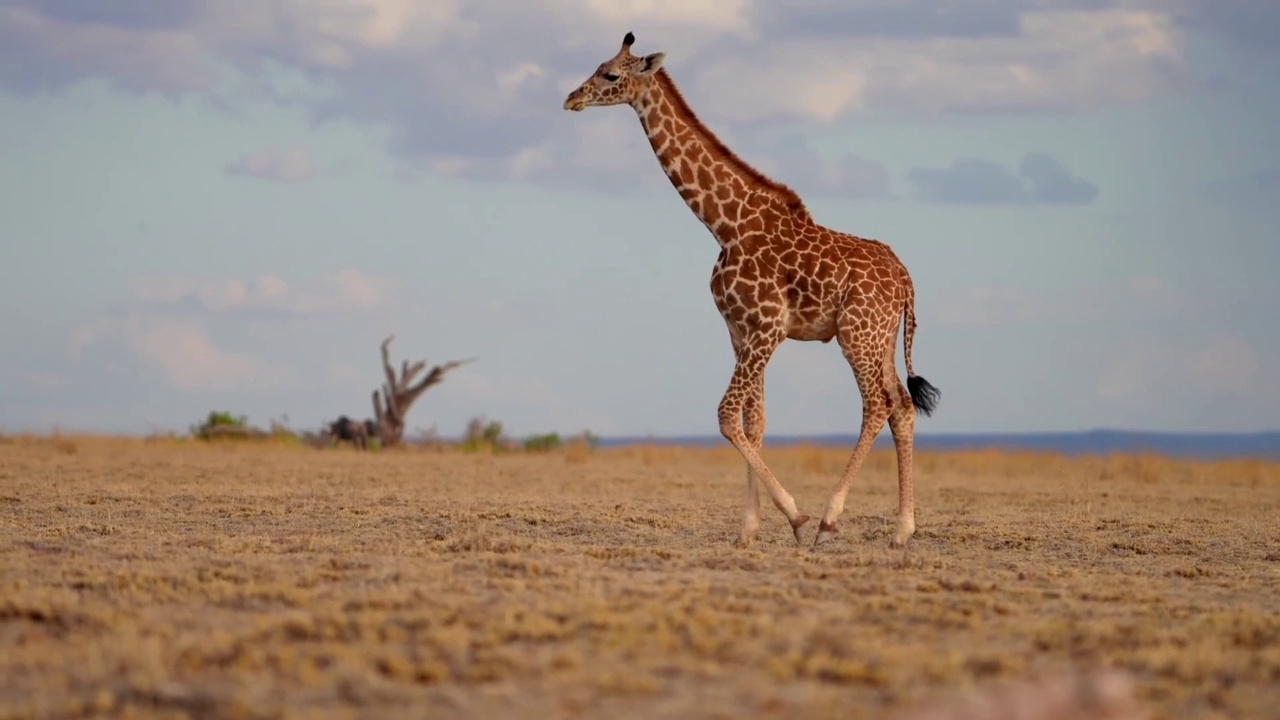 日落时分，一只长颈鹿在森林里行走的慢镜头。长颈鹿在马赛马拉的日落时分漫步视频素材