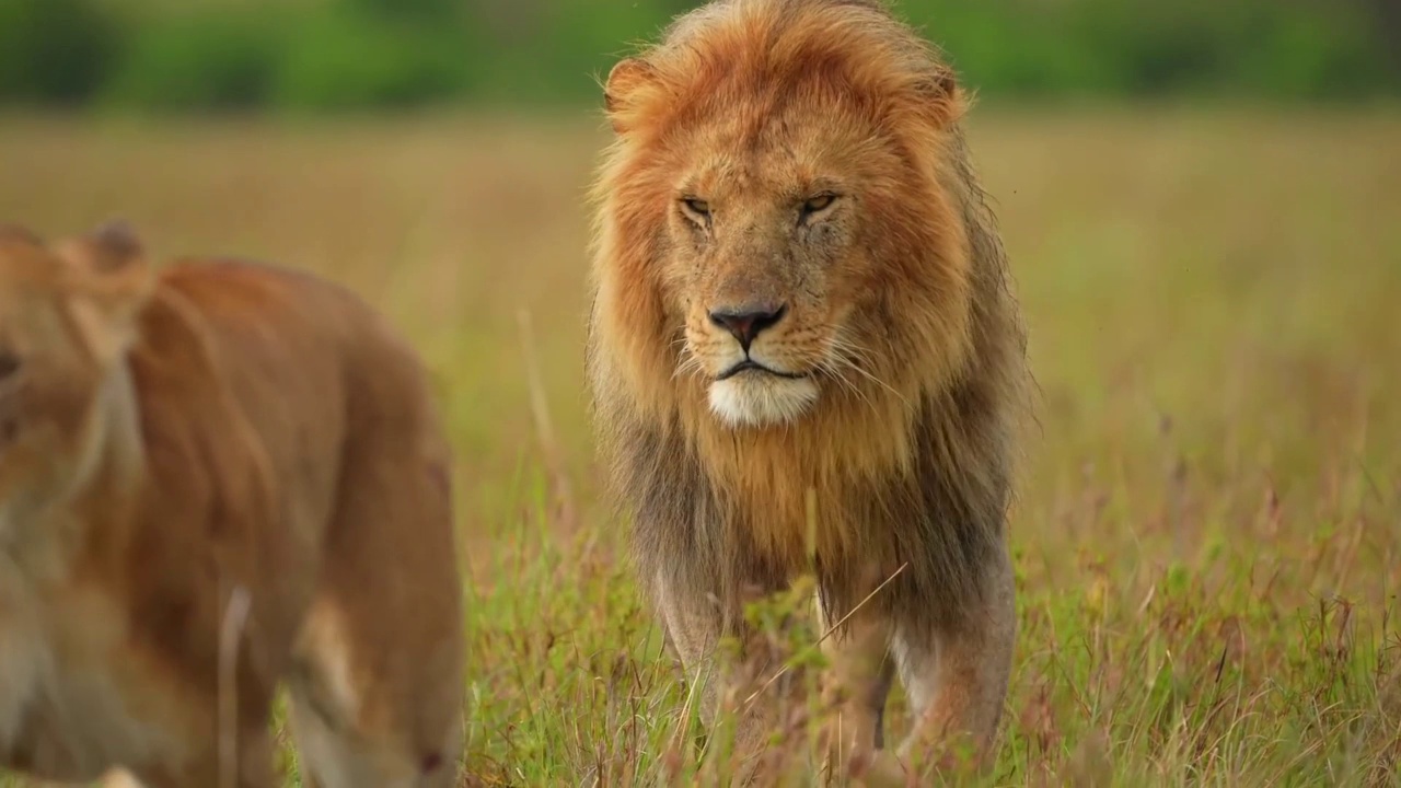 慢镜头显示一只成年野生非洲狮在森林中行走。野生雄性成年狮子前视图在森林中视频素材