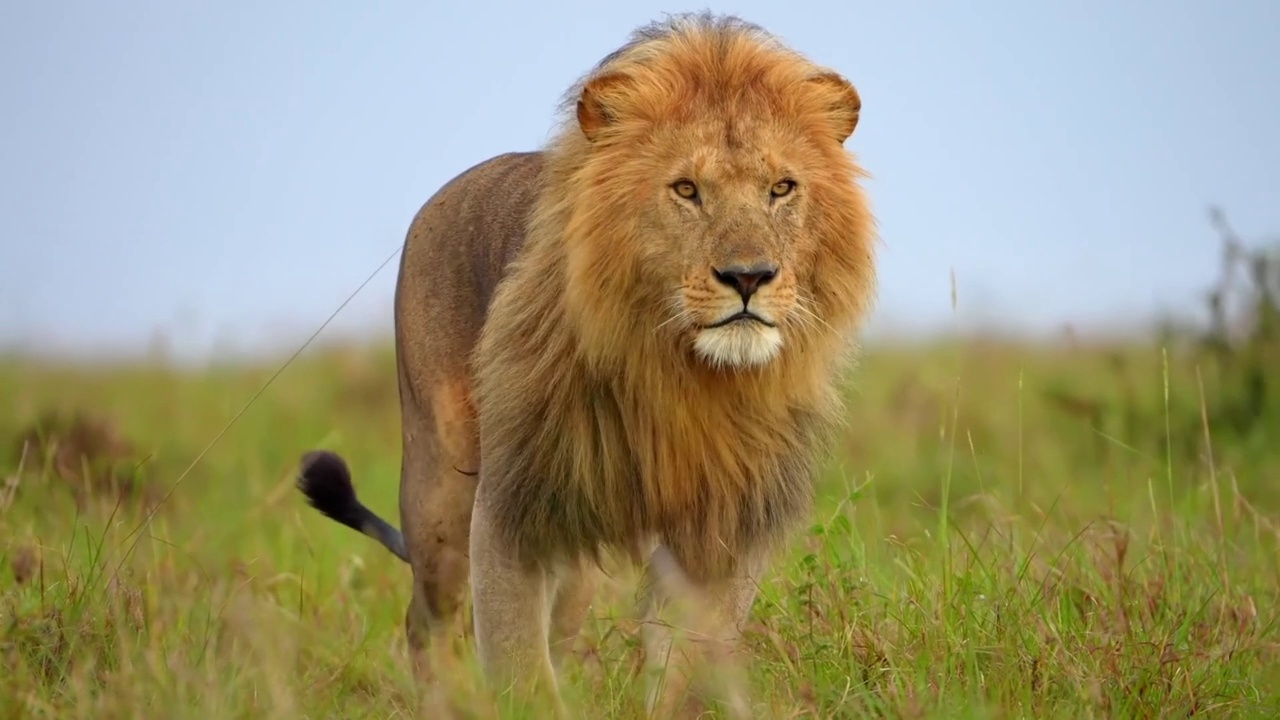 慢镜头显示一只野生雄性非洲狮在森林中行走。非洲狮前视图散步在森林里视频素材