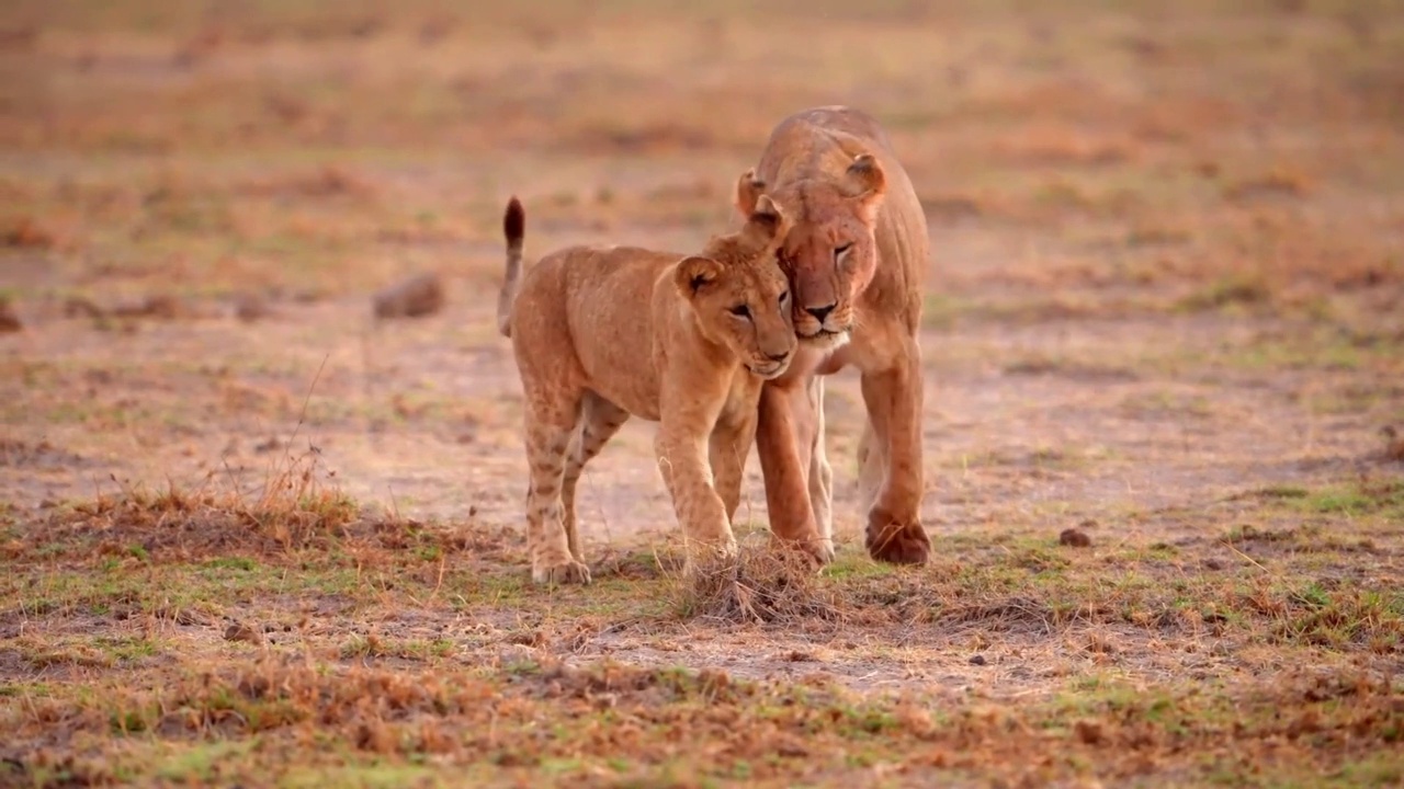 可爱的小狮子在森林的草地上打架的慢镜头。野生非洲小狮子在草地上玩耍视频素材