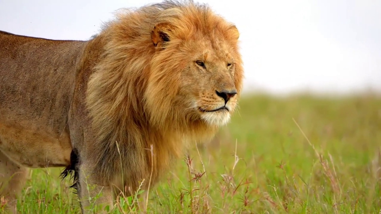慢镜头显示一只野生非洲狮在森林里行走。森林中成年野生非洲狮的特写镜头视频素材