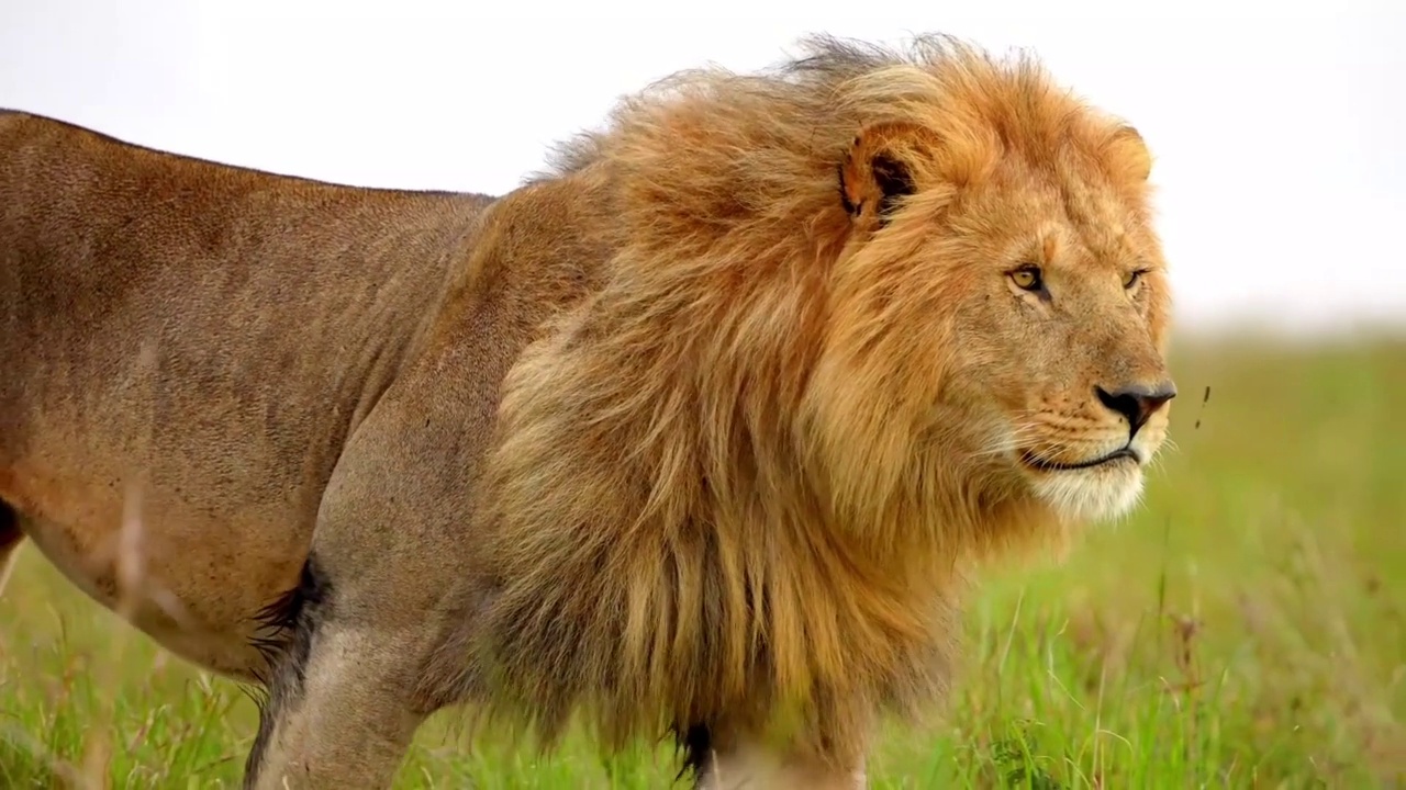 慢镜头显示一只野生雄性非洲狮在森林中行走。森林中成年野生非洲狮的特写镜头视频素材