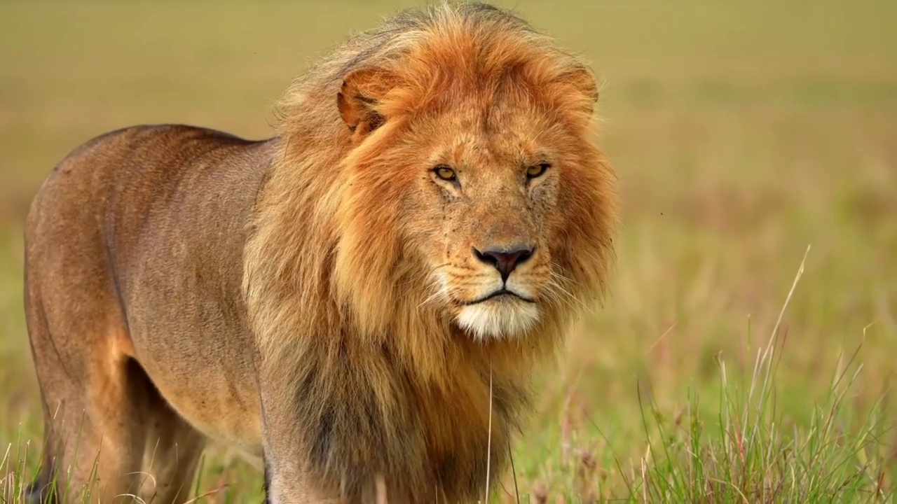 慢镜头显示一只野生雄性非洲狮在森林中行走。非洲狮前视图散步在森林里视频素材