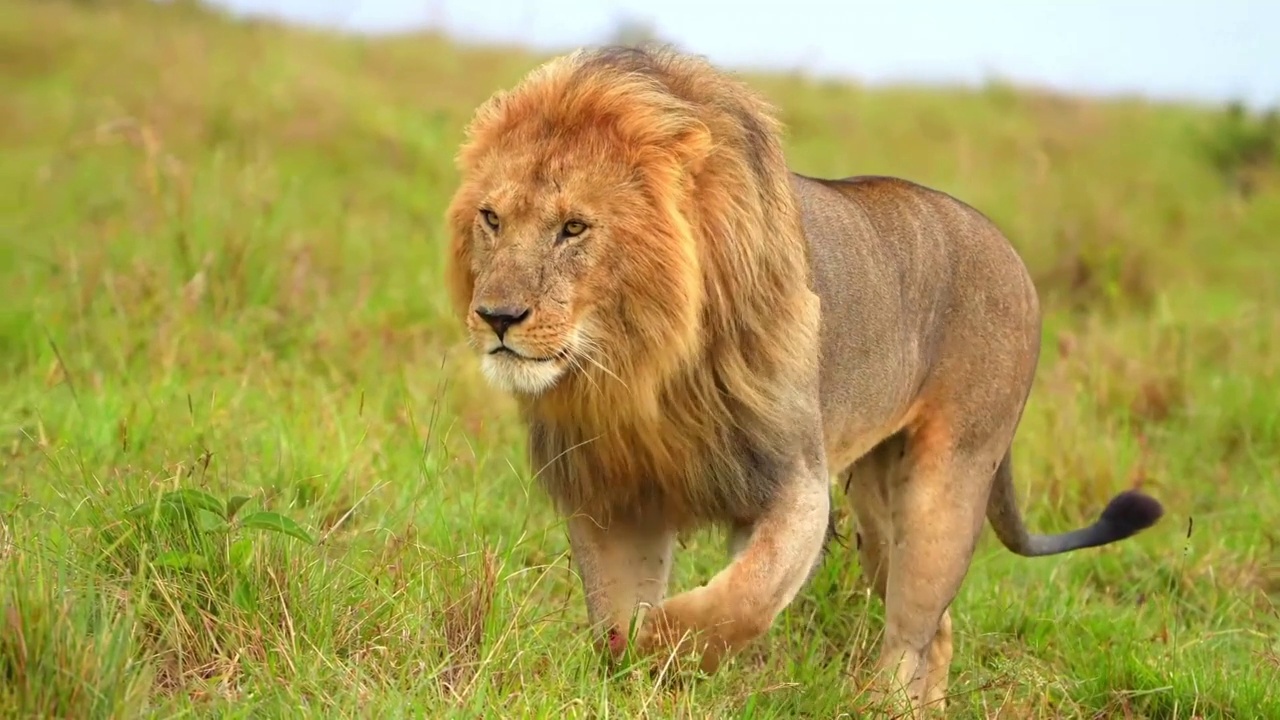 慢镜头显示一只野生雄性非洲狮在野生森林中行走。森林里的野生狮子史诗般的景象视频素材