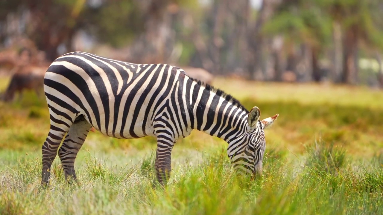 一只野生非洲斑马在森林里吃草的慢动作镜头。斑马在野生森林里吃草视频素材