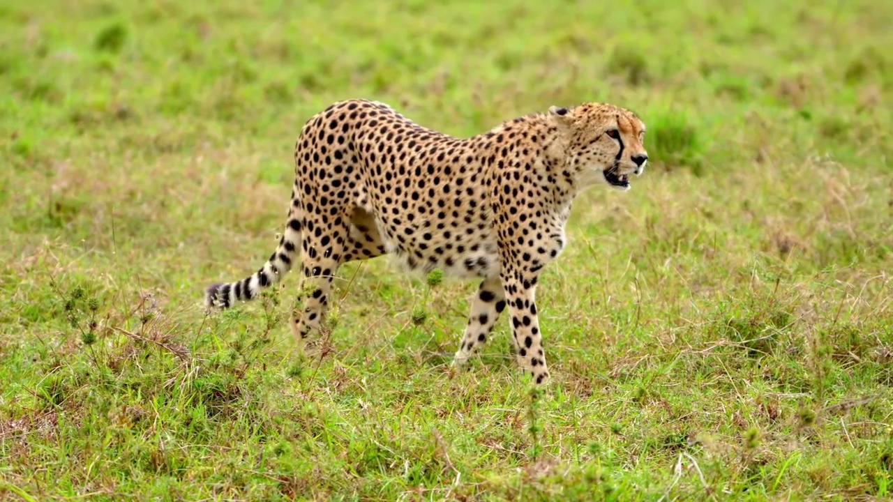 一只野生非洲猎豹在森林中行走的慢动作镜头。猎豹在森林中行走特写视频素材