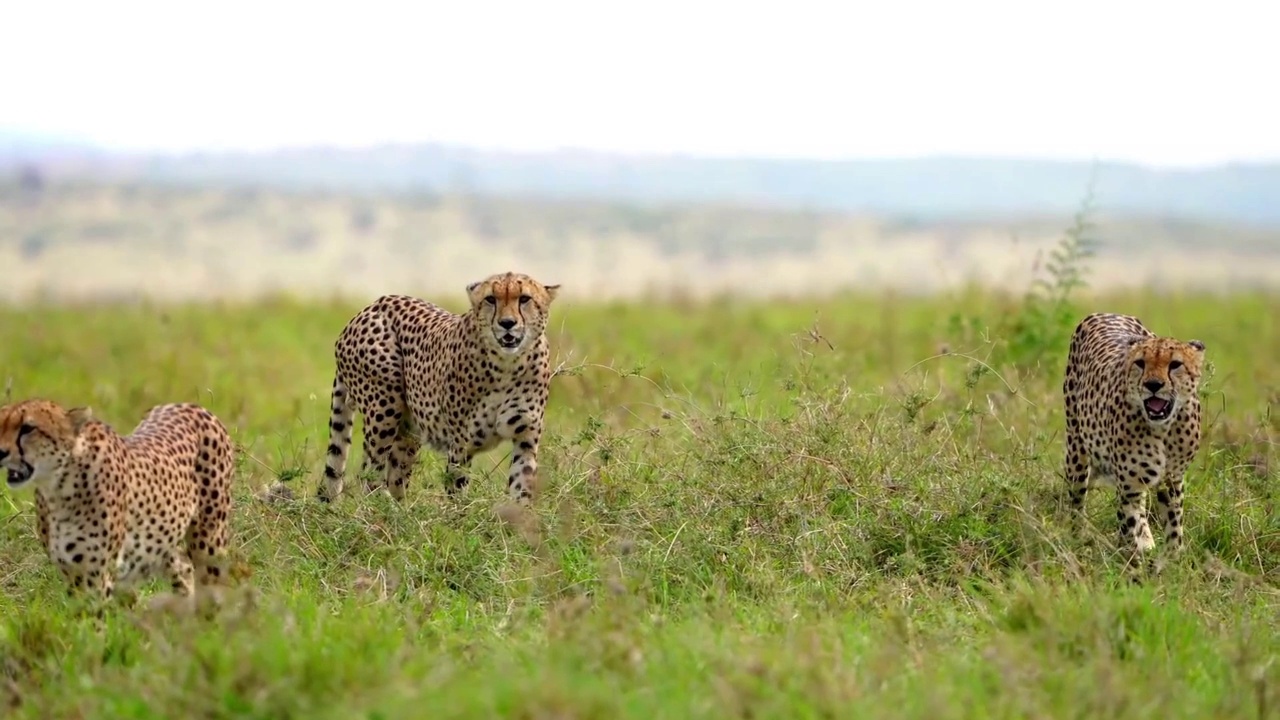 猎豹兄弟在森林中行走的慢动作镜头。野生非洲猎豹在森林中行走的肖像视频素材