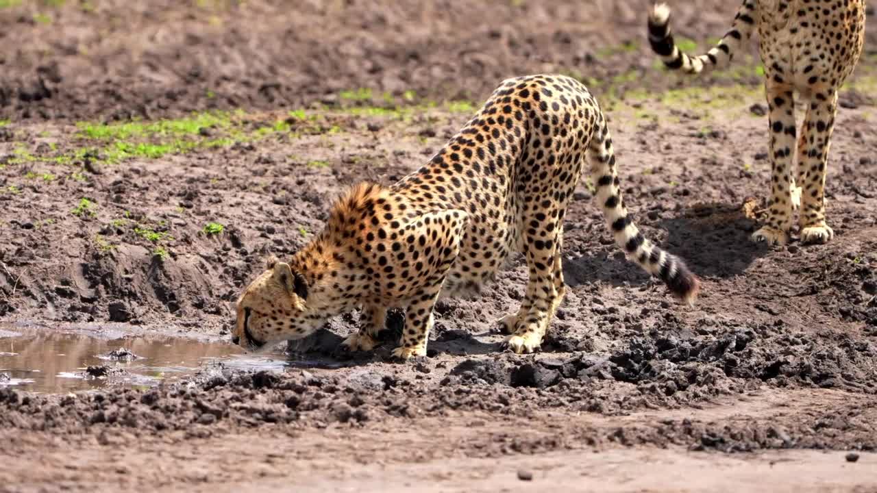 野生非洲猎豹在野生森林中饮水的慢动作镜头。非洲野生猎豹从河里喝水视频素材