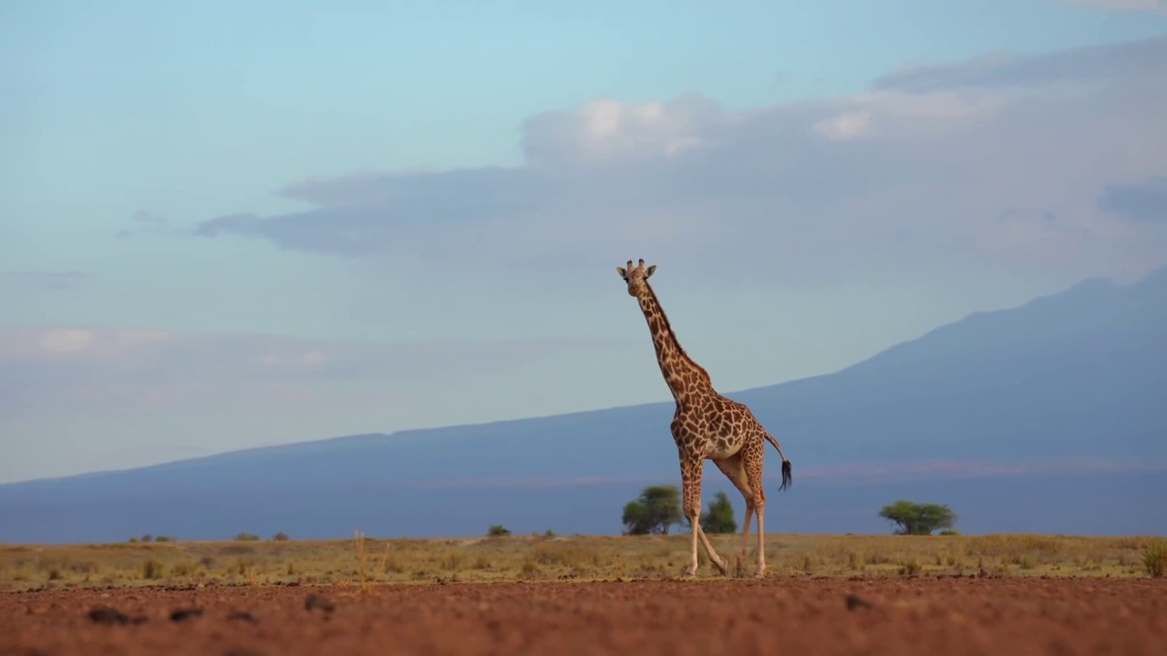 日落时分，一只长颈鹿在森林里行走的慢镜头。日落时分在马赛马拉行走的非洲长颈鹿视频素材