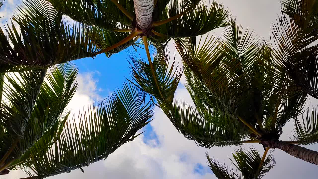 热带海滩棕榈椰叶云层天空背景视频下载
