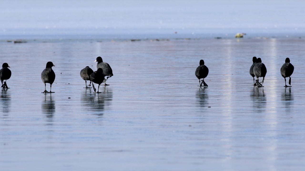 结冰的湖和鸟。蓝色的自然背景。欧亚傻瓜。Fulica atra。视频下载