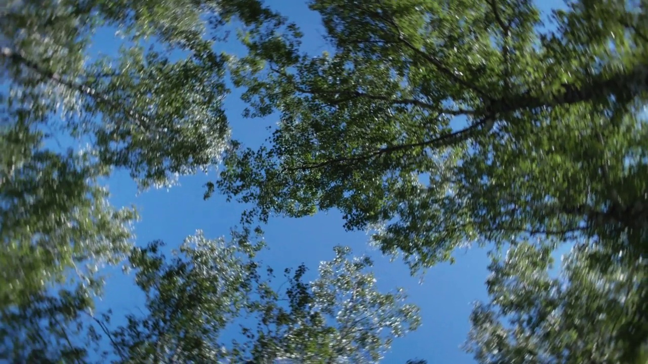 旋转和扭转树冠底部视图。抬头看在阳光明媚的夏日视频下载
