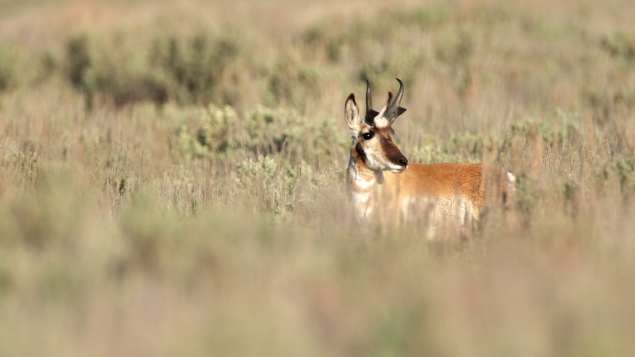 叉角羚，羚羊，黄石国家公园，怀俄明州视频下载