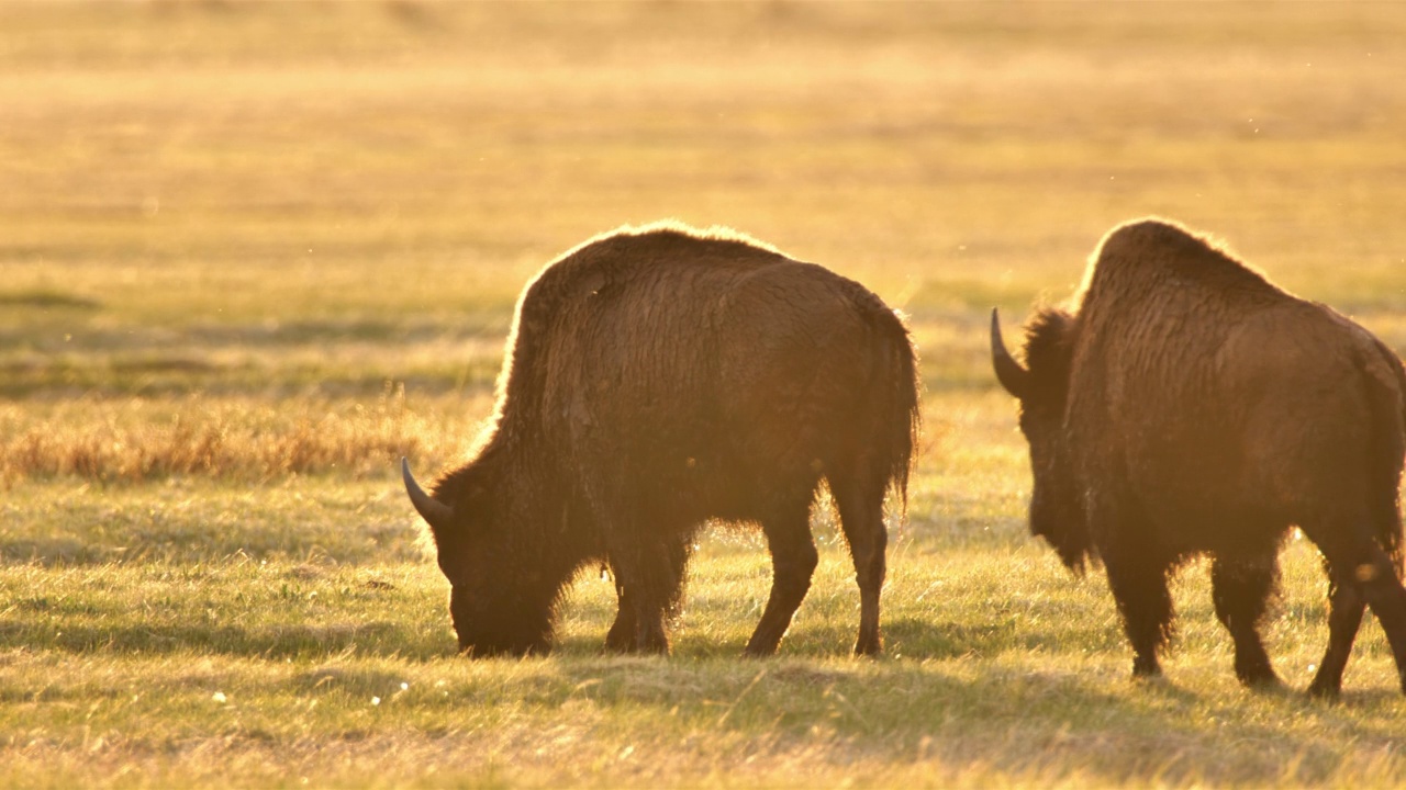 放牧的野牛:黄石国家公园视频下载