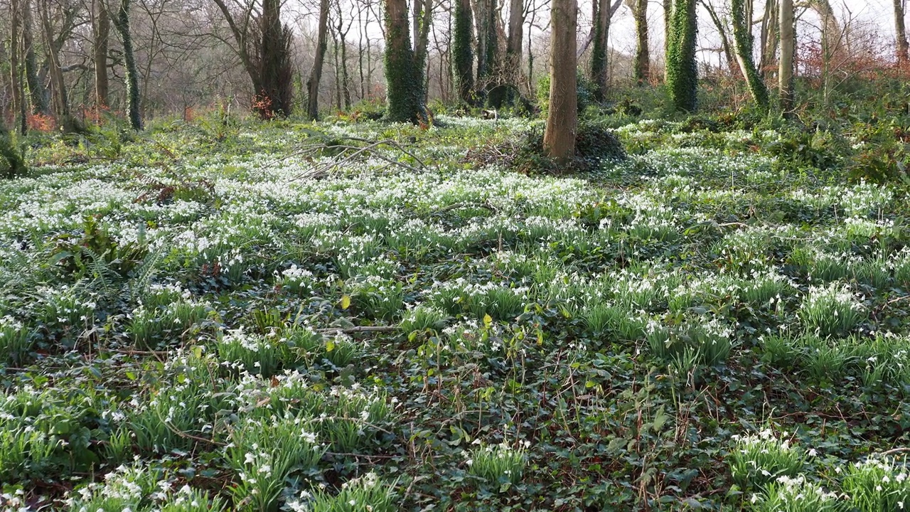 英国威尔士安格尔西岛，博马里斯附近的林地上的雪花莲。视频素材
