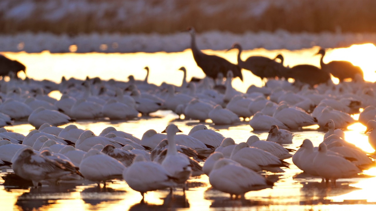 冬天的雪雁:博斯克德尔阿帕奇国家野生动物保护区:新墨西哥州视频素材