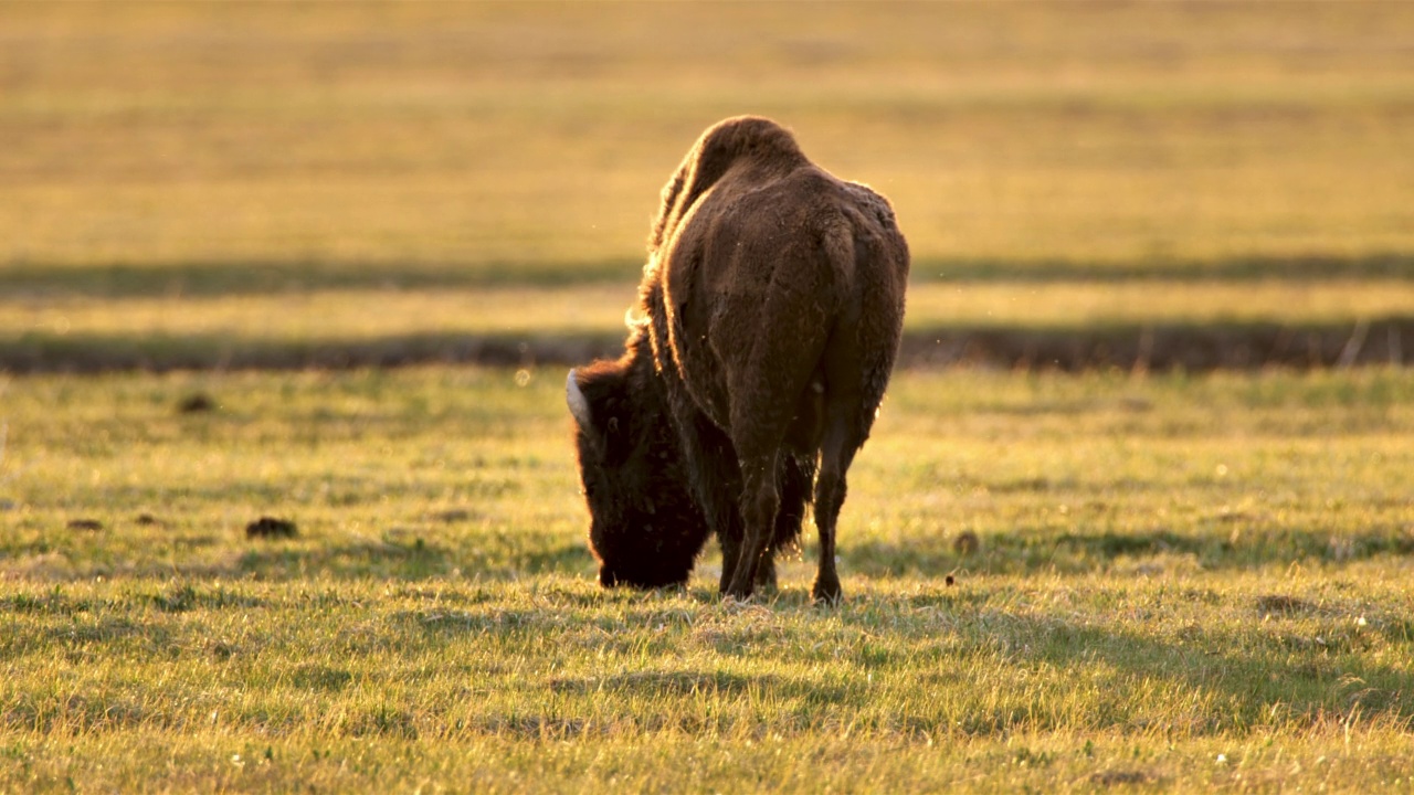放牧的野牛:黄石国家公园视频下载