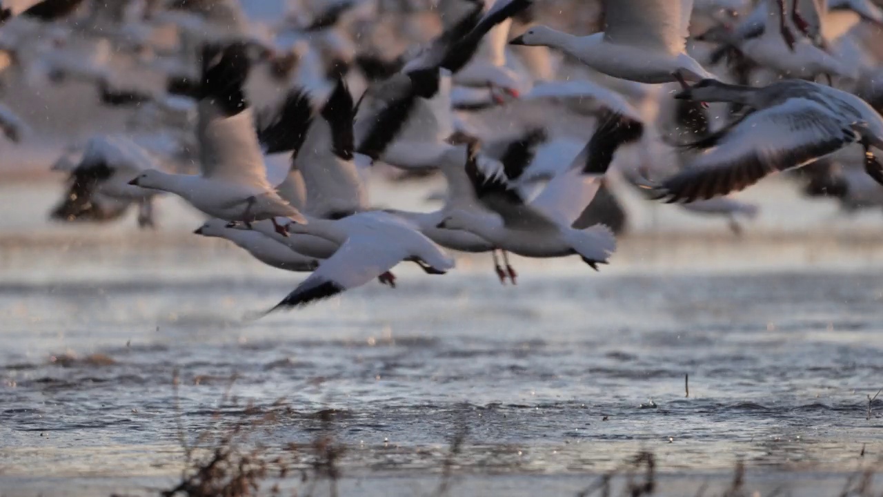 冬天的雪雁:博斯克德尔阿帕奇国家野生动物保护区:新墨西哥州视频下载
