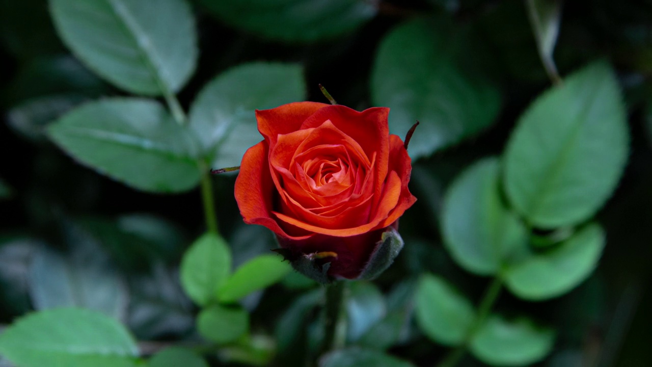 珊瑚玫瑰生长的时间从芽到花的绿叶背景。红玫瑰的浪漫象征视频素材