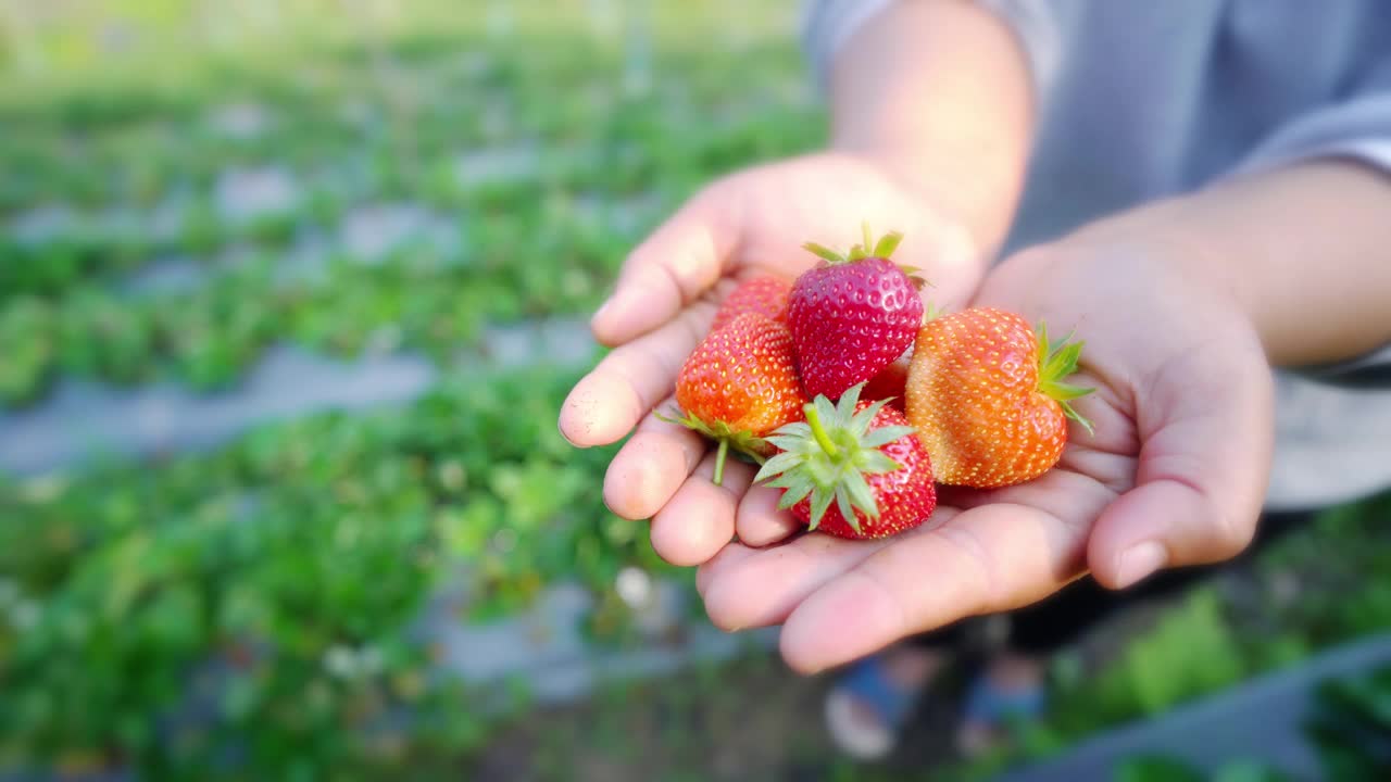 在草莓农场，女人手握草莓视频下载