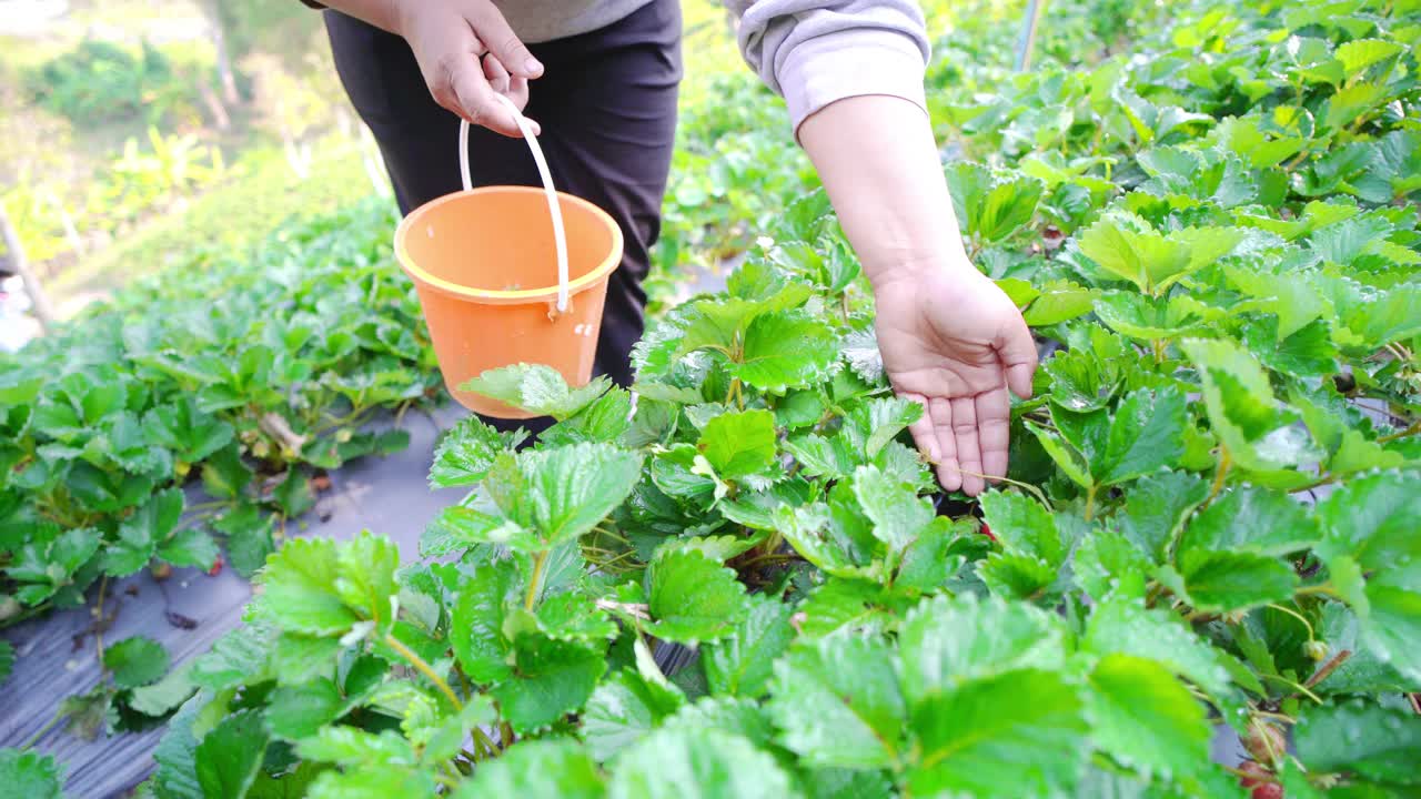 农民在有机草莓农场收割草莓视频下载