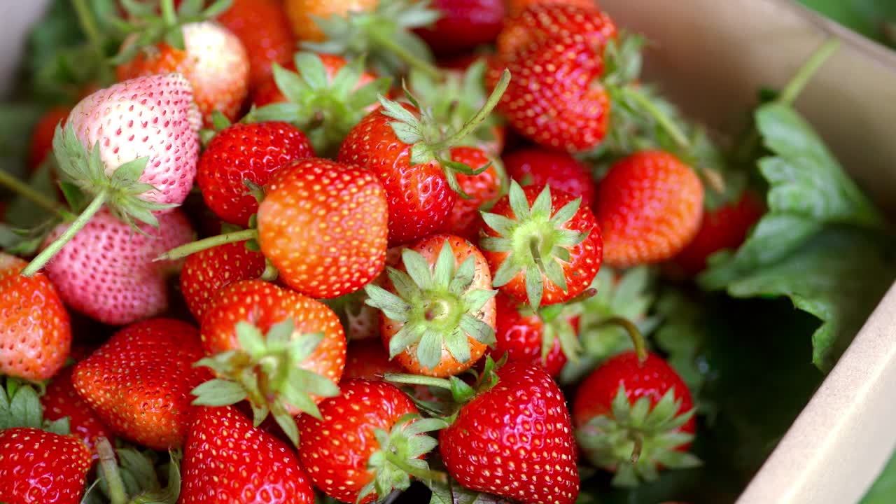 草莓采摘和挑选新鲜的草莓出售视频下载