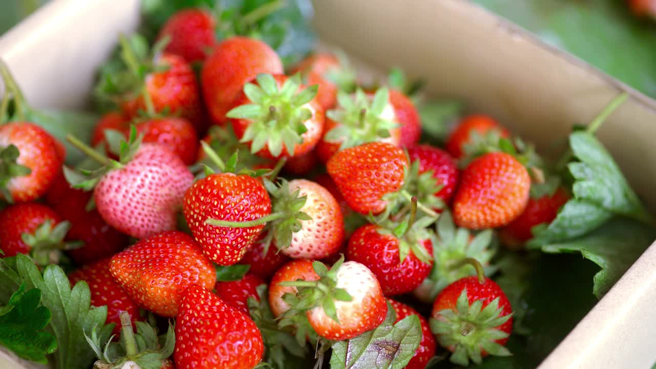 草莓采摘和挑选新鲜的草莓出售视频下载