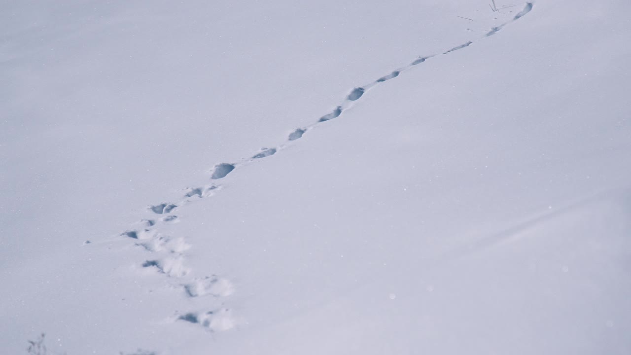 POV，一个人在深山积雪中徒步，回头看他的足迹。视频下载