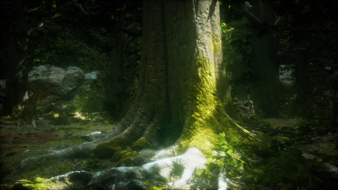有树木和岩石上的苔藓的荒野景观森林视频素材