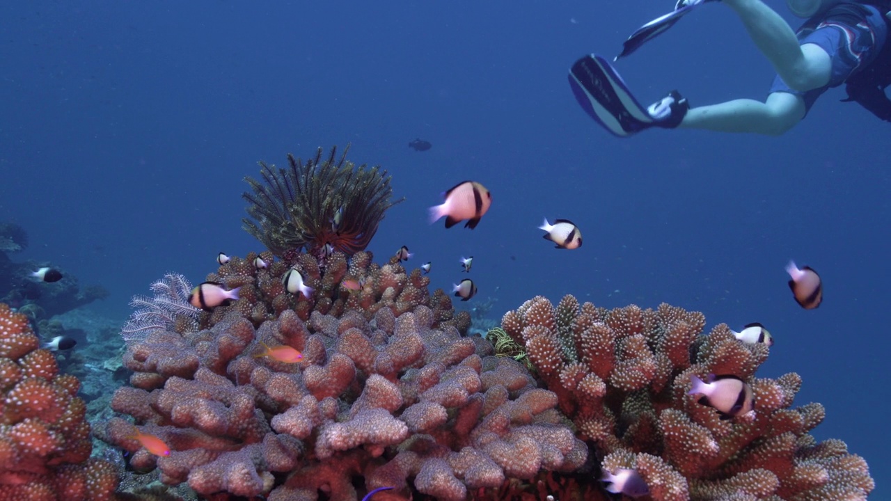 亚洲女性潜水员在水下珊瑚礁泰国视频下载