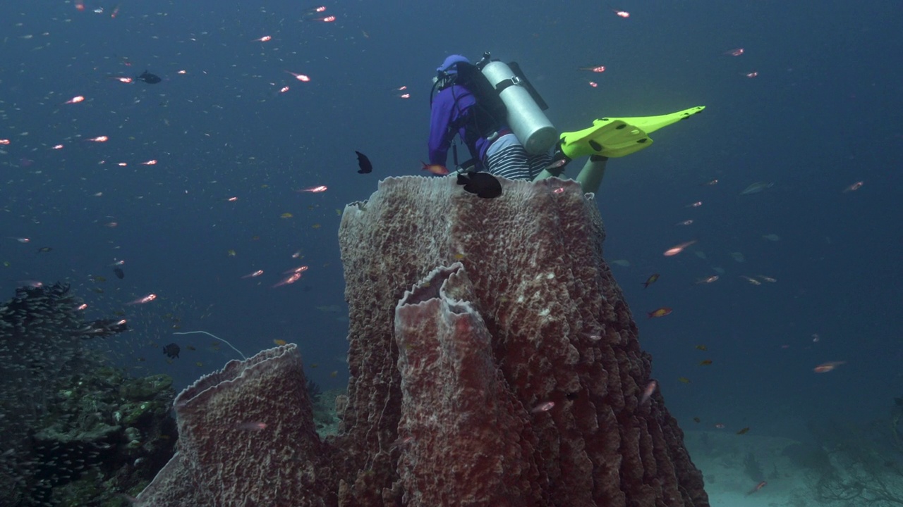 在泰国Similan群岛巨大的桶状海绵珊瑚礁附近潜水视频下载