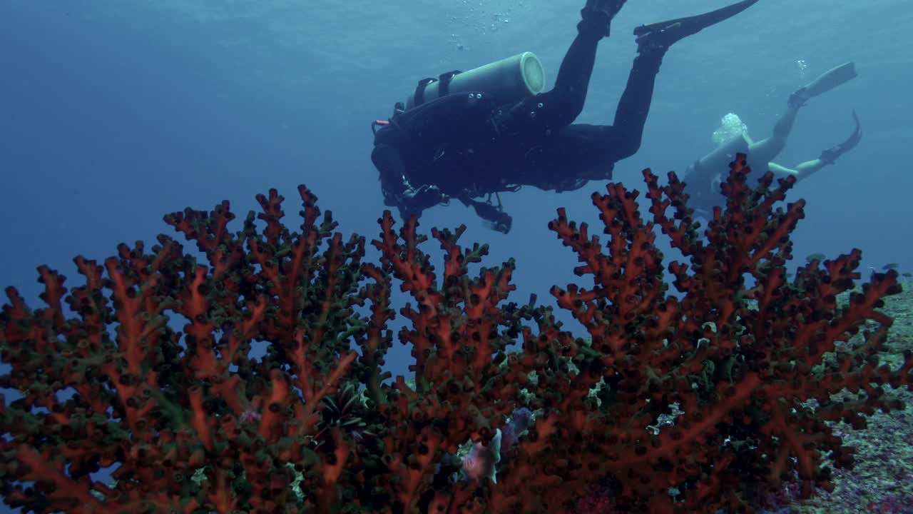 潜水员在泰国绿杯珊瑚礁上游泳视频下载