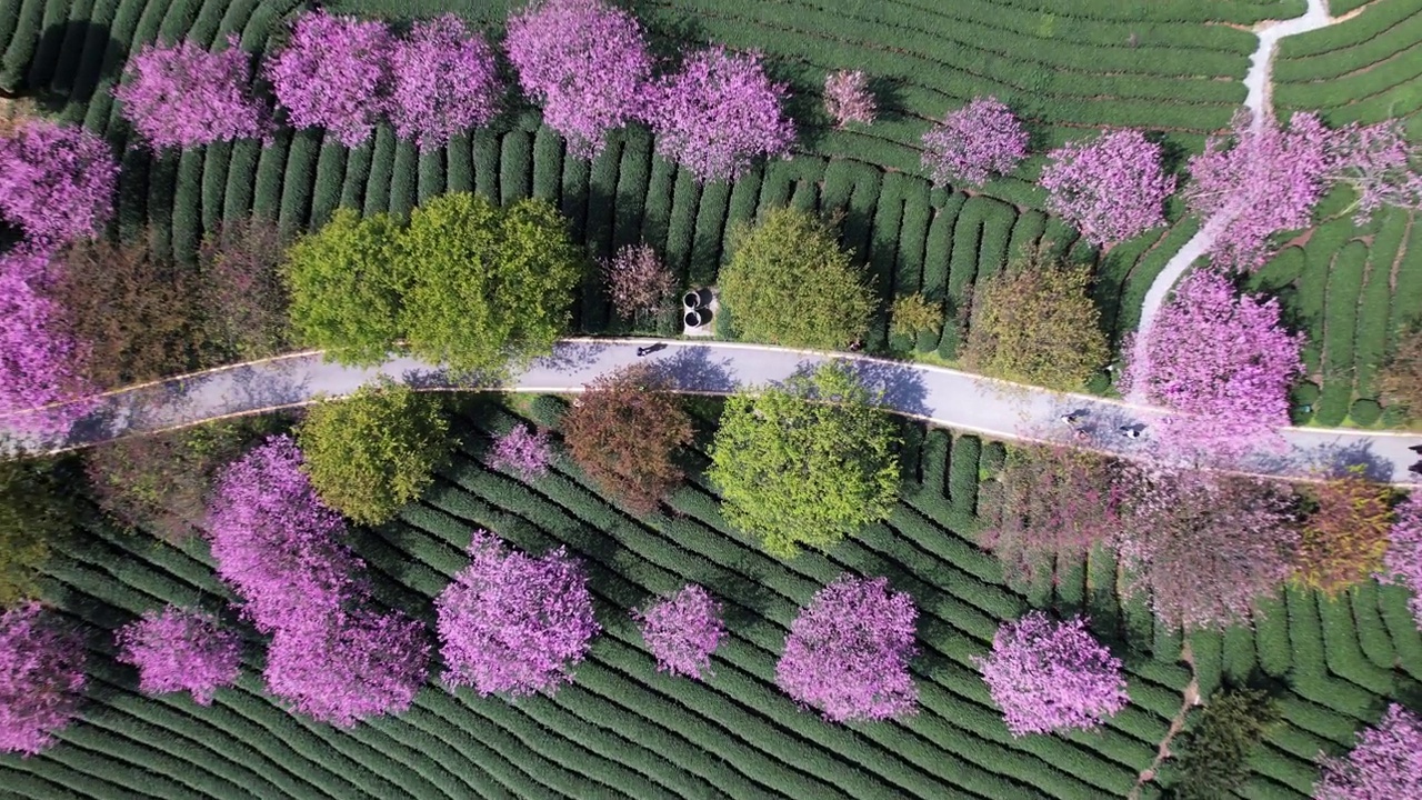 俯瞰樱花盛开的茶园路视频下载