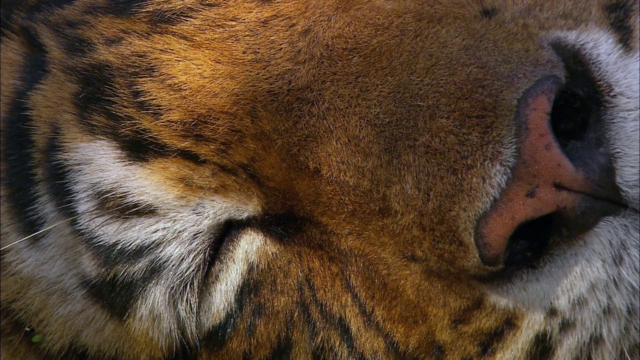 著名的老虎machli躺在地上，看着镜头——特写镜头视频下载