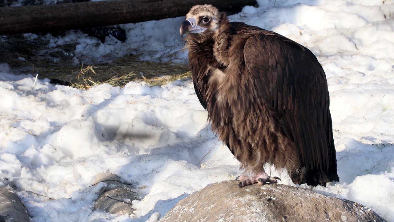 黑秃鹫，世界上最大的食肉鸟类视频下载