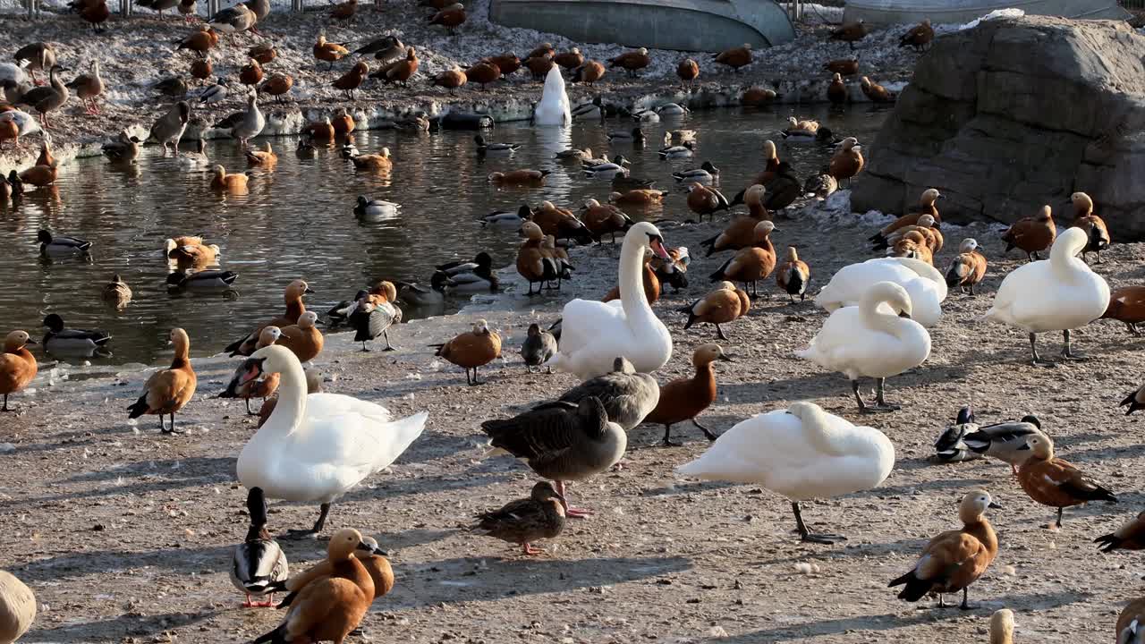 红壳鸭、花斑鸭和鸭子在解冻的湖面上游泳视频下载