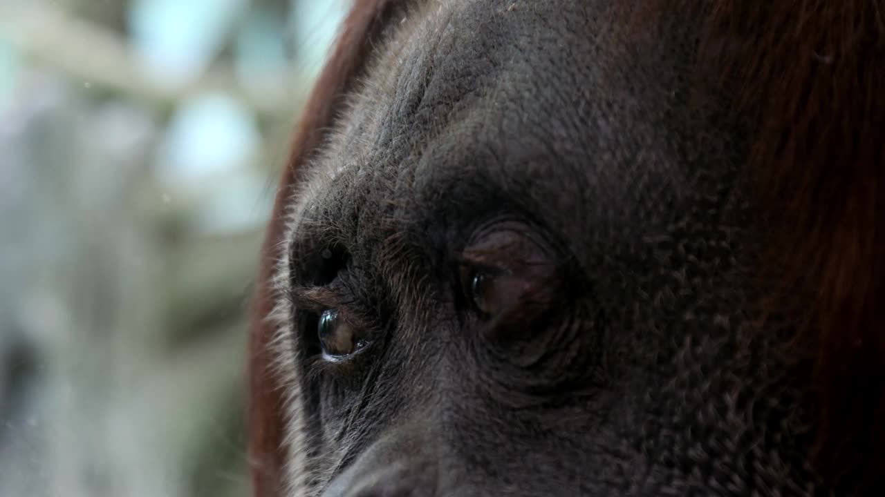 猴子猩猩有着迷人的眼睛视频下载