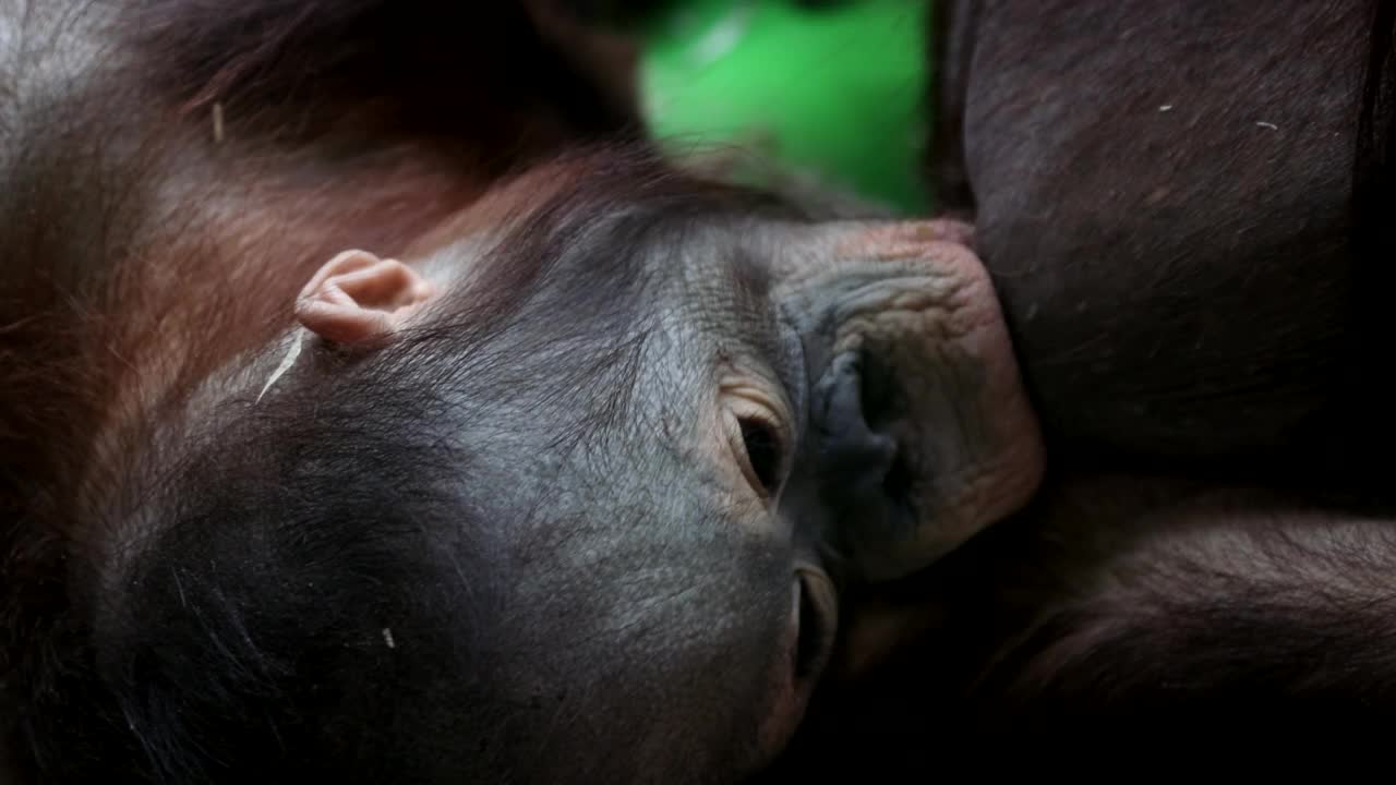 小猴子猩猩吮吸妈妈的乳房视频下载