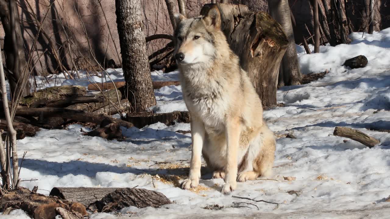 灰狼或欧亚狼，是不同国家领土上常见的食肉动物视频下载