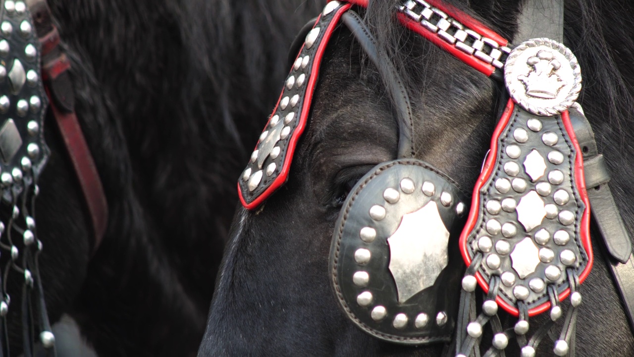 波兰克拉科夫，两个传统马拉马车的马的头部眼睛细节极端特写，动物工作，没有人，侧视图，慢动作。市内旅游，热门旅游景点，观光视频素材