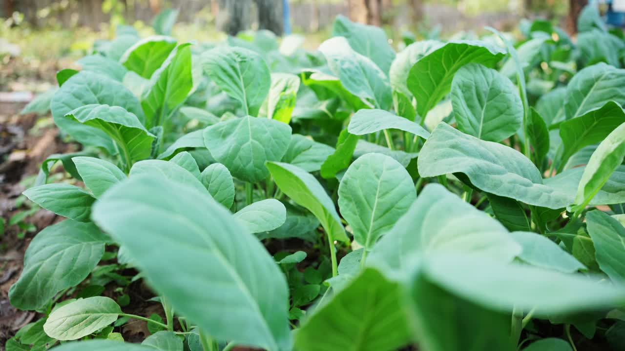 他在后院给植物浇水，种植自己的食物，不使用杀虫剂，在菜园里种植泰国和亚洲的当地蔬菜。视频下载