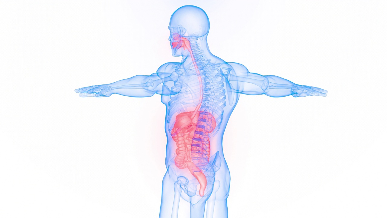 人体消化系统解剖动画概念视频素材