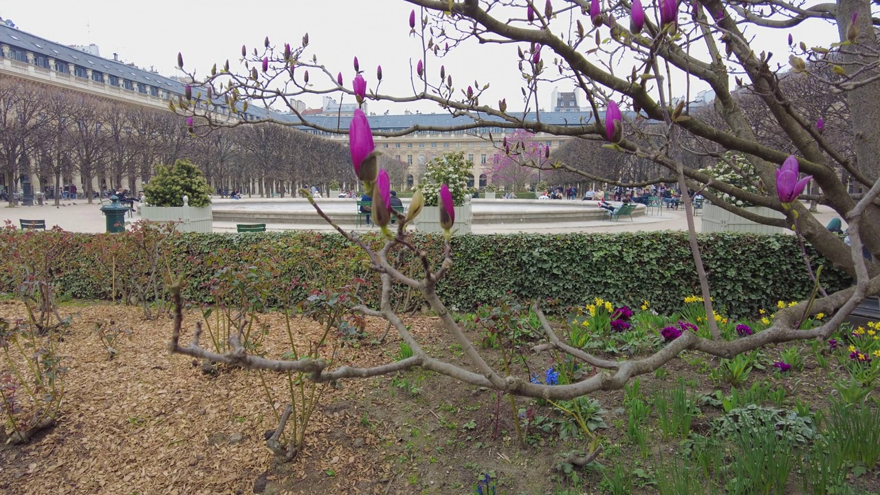 冬天结束时的皇家宫殿花园视频素材