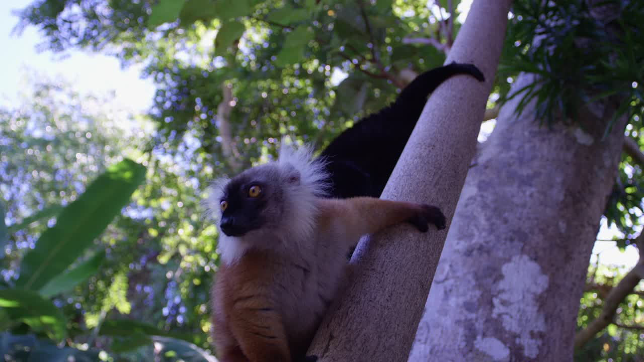 洛杉矶一对黑狐猴从树干上向四周张望，离摄像机很近视频下载
