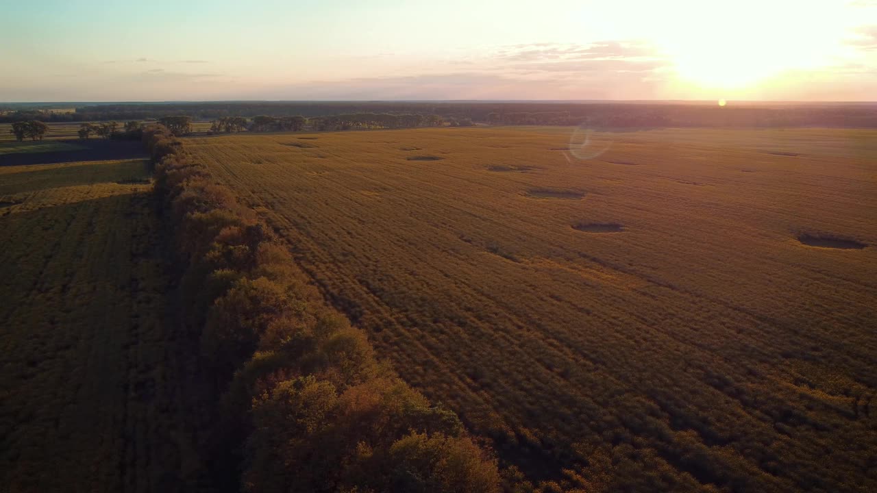 天空中盛开的油菜籽和落日的背景视频素材