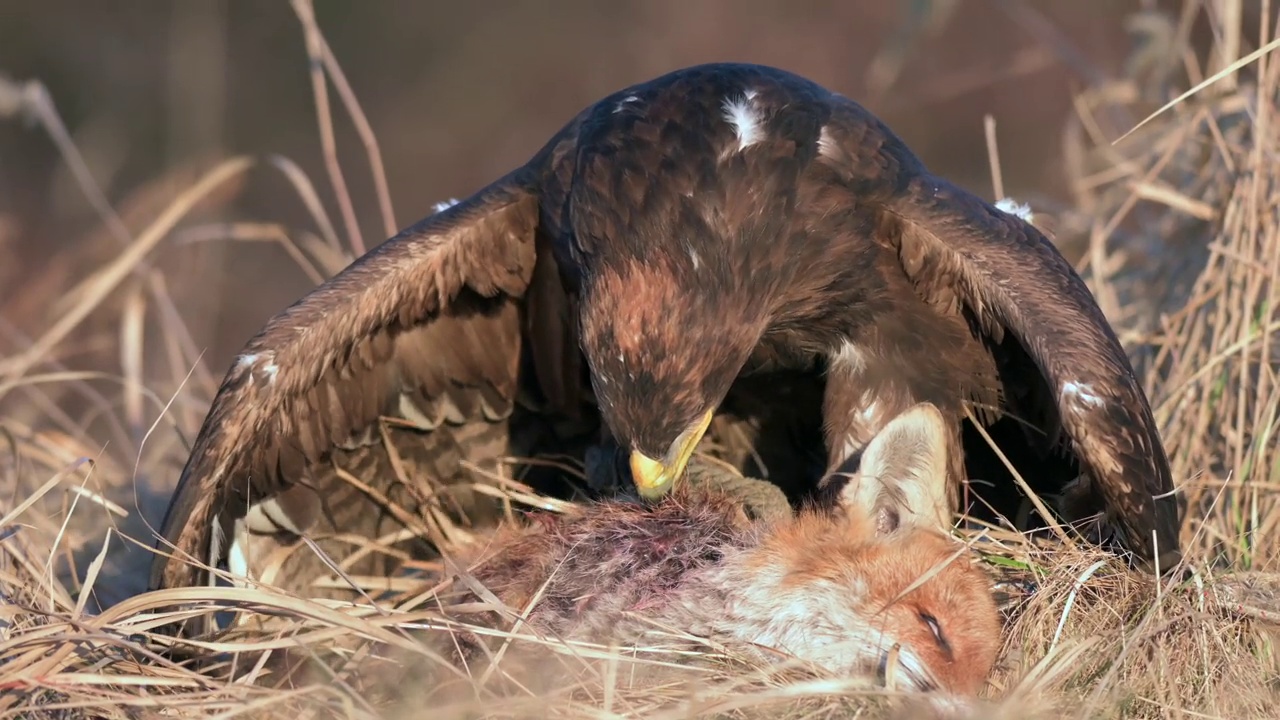 白尾鹰白尾鹰(白尾鹰)，一种捕食猎物的大型猛禽。一只海鹰抓住了一只狐狸，它正在草地上吃狐狸。视频下载